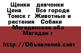 Щенки - девчонки › Цена ­ 2 - Все города, Томск г. Животные и растения » Собаки   . Магаданская обл.,Магадан г.